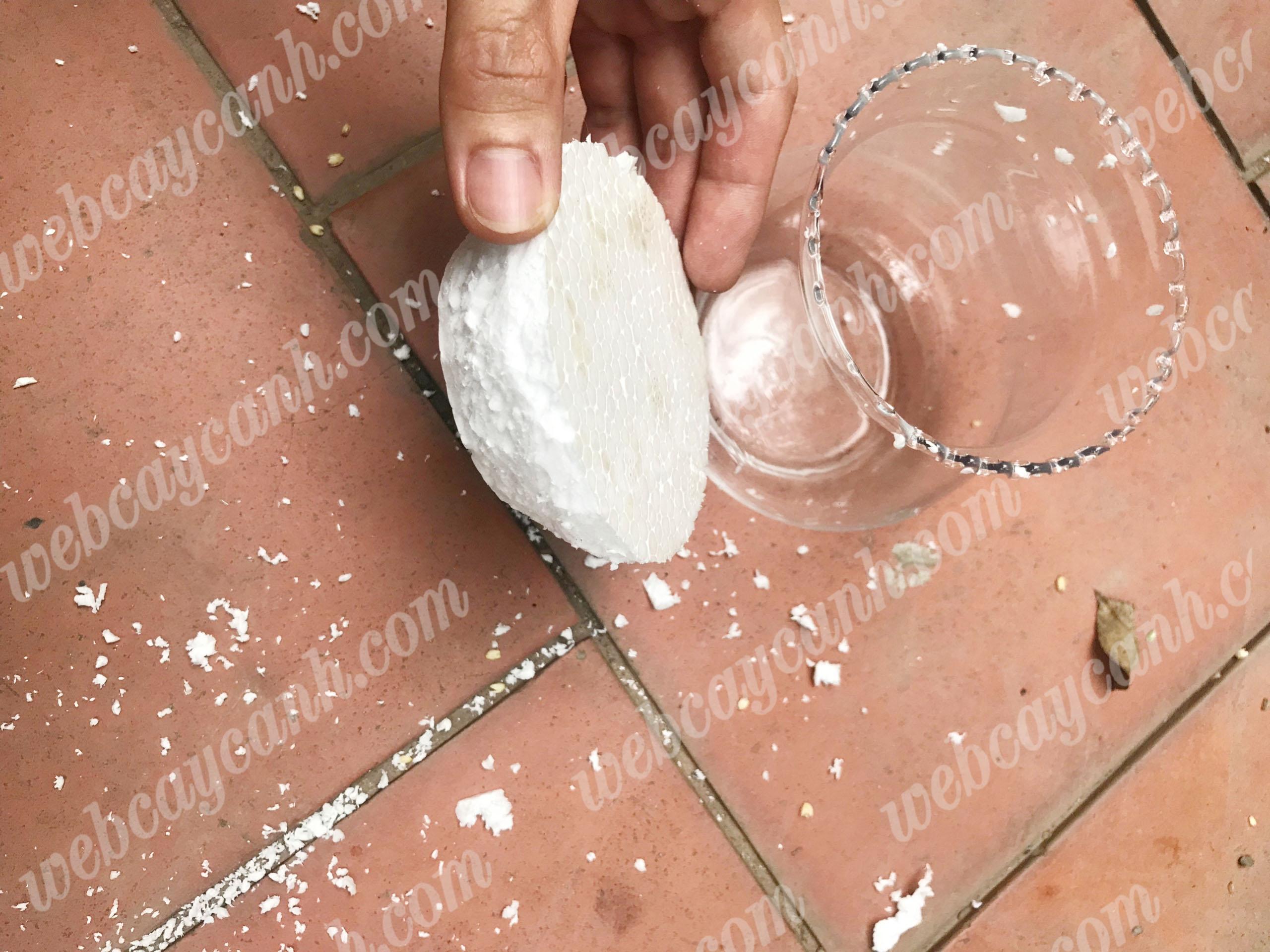 huong-dan-trong-sen-da-thuy-sinh-6