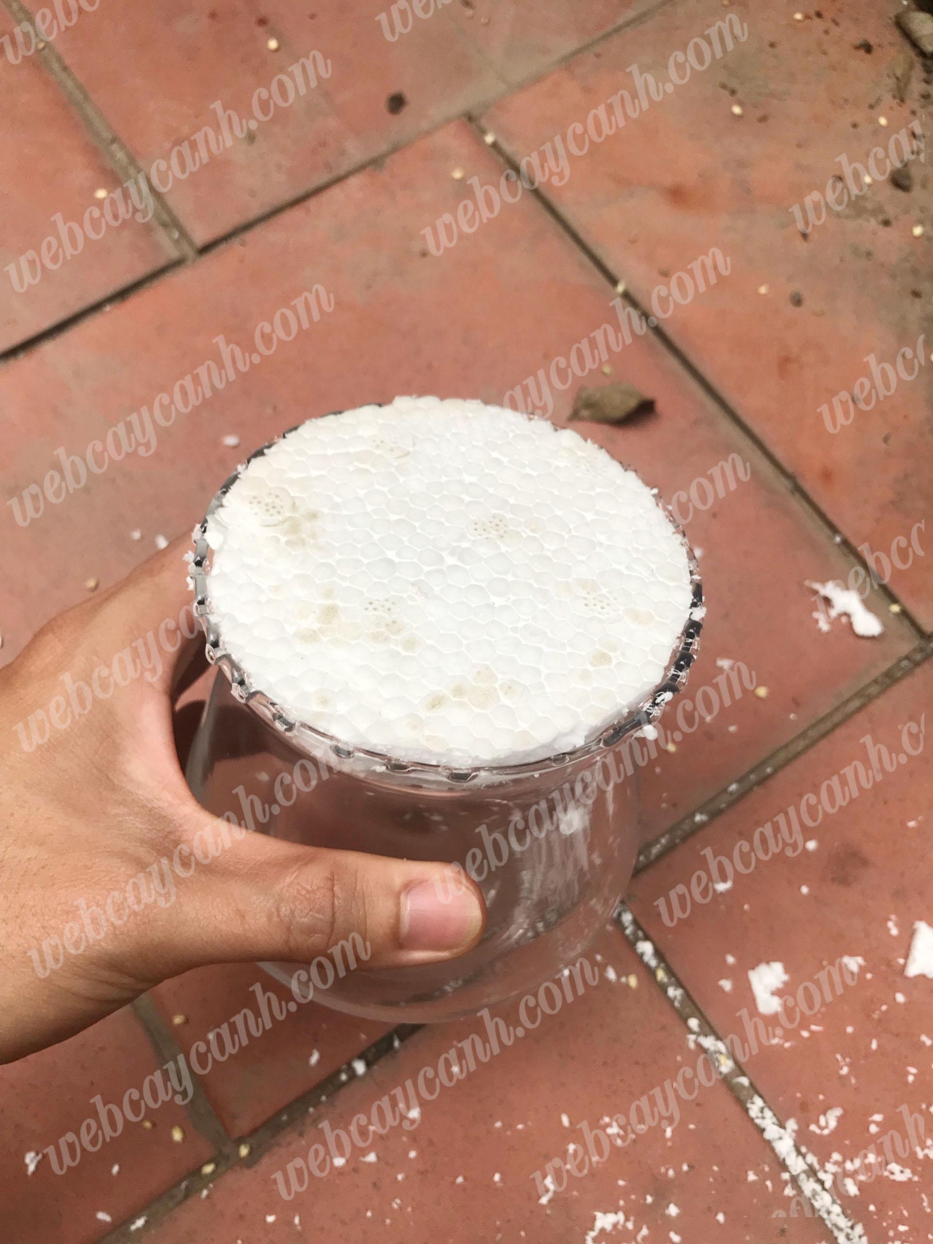 huong-dan-trong-sen-da-thuy-sinh-8