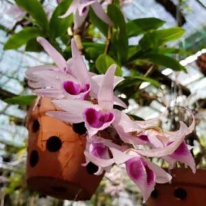 Cách trồng & chăm sóc lan giả hạc chuẩn chuyên gia - Sfarm