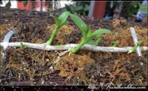 Cách ươm chồi non - Keiki cho Lan thân thòng - Vườn Lan