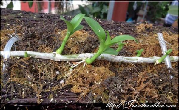 Cách ươm chồi non - Keiki cho Lan thân thòng - Vườn Lan