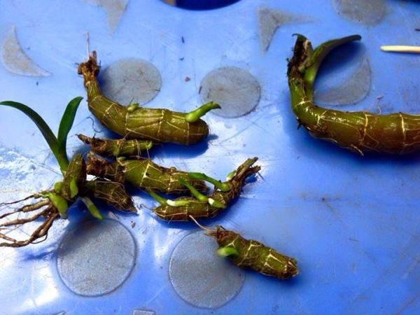 Cách nhân giống các loại lan thân thòng bằng cây keiki