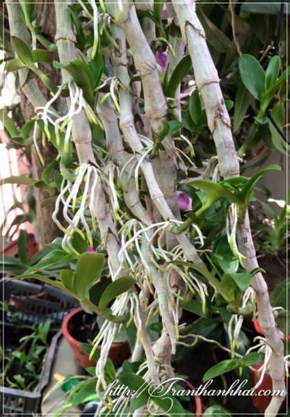 Cách nhân giống các loại lan thân thòng bằng cây ki