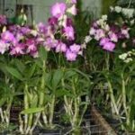 Cách nhân giống lan dendro dễ dàng, hiệu quả nhất - Hoalan360.com