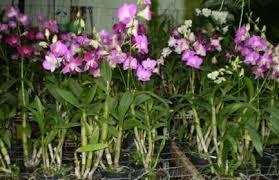 Cách nhân giống lan dendro dễ dàng, hiệu quả nhất - Hoalan360.com