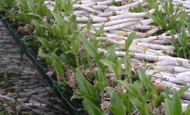 Phương pháp nhân giống lan dendro hiệu quả
