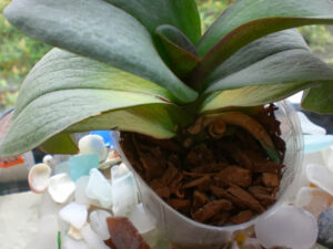 Cách xử lý khi lan hồ điệp héo lá, thối rễ - Vườn Lan