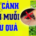 TOP 7 loại cây đuổi muỗi TỐT NHẤT được nhiều người trồng