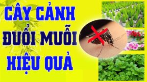 TOP 7 loại cây đuổi muỗi TỐT NHẤT được nhiều người trồng