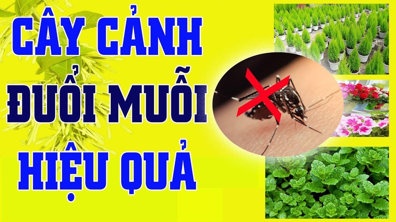 cây đuổi muỗi