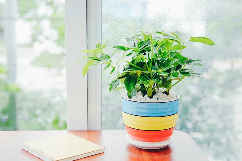 cây đuổi muỗi là gì