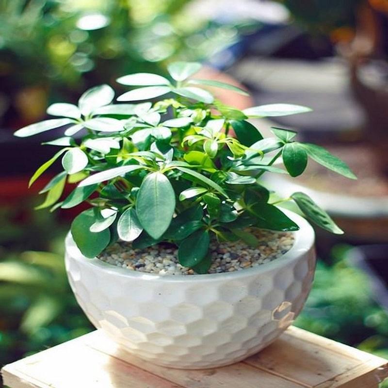 cây đuổi muỗi ngũ gia bì