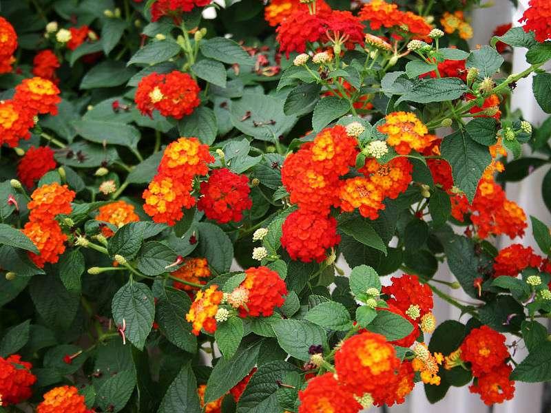 cây hoa ngũ sắc đuổi muỗi