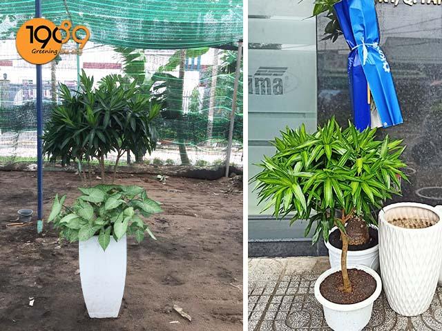 Trúc Bách Hợp - Ý Nghĩa Phong Thủy Và Cách Chăm Sóc Cây