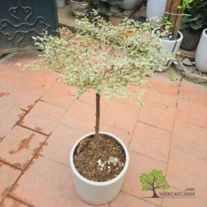 Cây Bàng Nhật