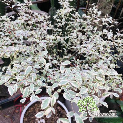 Lá cây bàng cẩm thạch lá nhỏ