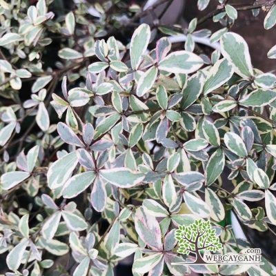 Lá cây bàng nhật