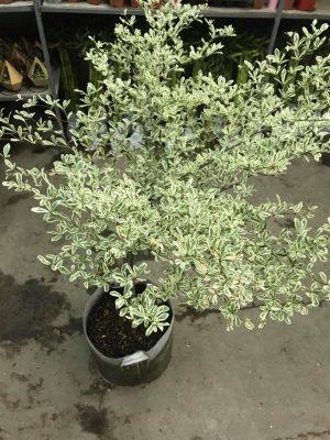 cây bàng cẩm thạch lá trắng