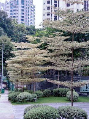 cay-bang-nhat-trong-khuon-vien