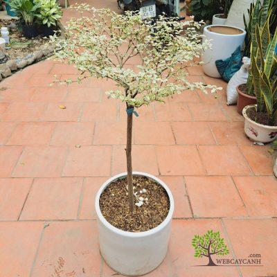 cây bàng nhật lá nhỏ