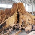 Gốc cây 'báu vật' 35 tỷ đồng từng gây xôn xao miền Tây, giờ ra sao?