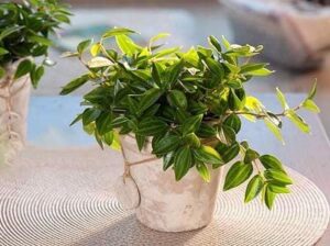 Hiểu và chăm sóc cây bình an để bàn như một chuyên gia | Nông nghiệp phố