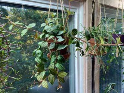 cach-trong-va-cham-soc-cay-binh-an