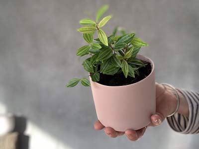 cach-trong-va-cham-soc-cay-binh-an