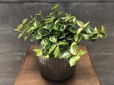 cach-trong-va-cham-soc-cay-binh-an