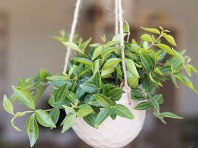 cach-trong-va-cham-soc-cay-binh-an