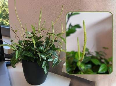 cach-trong-va-cham-soc-cay-binh-an