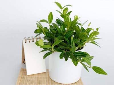 cach-trong-va-cham-soc-cay-binh-an