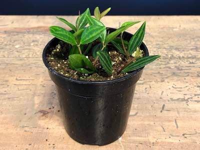 cach-trong-va-cham-soc-cay-binh-an