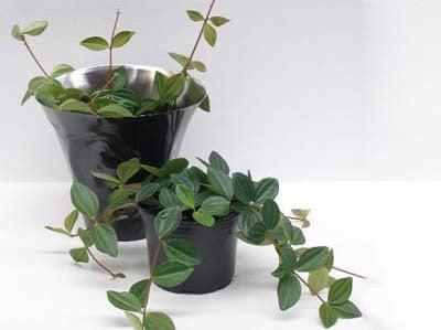 cach-trong-va-cham-soc-cay-binh-an