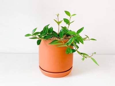 cach-trong-va-cham-soc-cay-binh-an