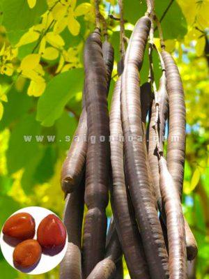 Bo Cap Vang San Vuon Nha