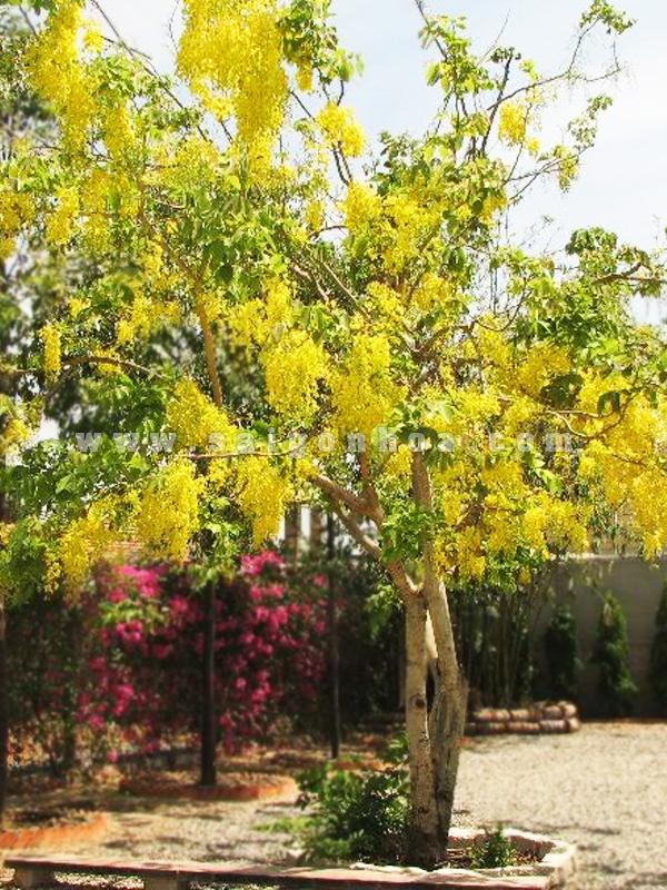 Bo Cap Vang Truoc Nha