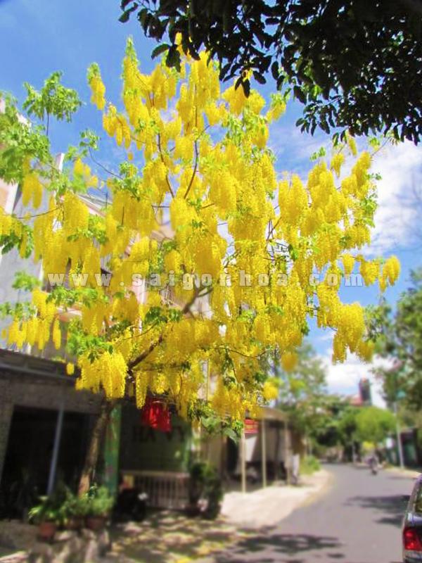 Bo Cap Vang Hai Ben Duong