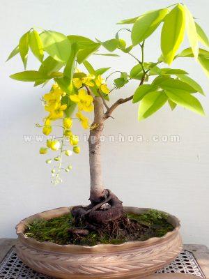 Bo Cap Vang Tren Loi Di