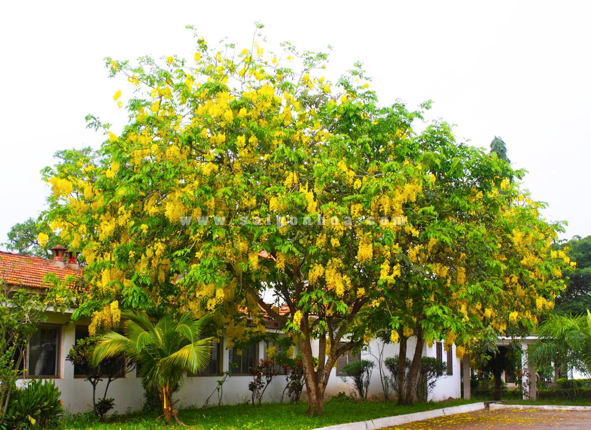 Bo Cap Vang Trong Khuon Vien Truong