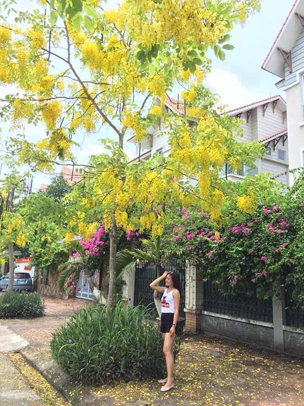 Bo Cap Vang Cay Cong Trinh