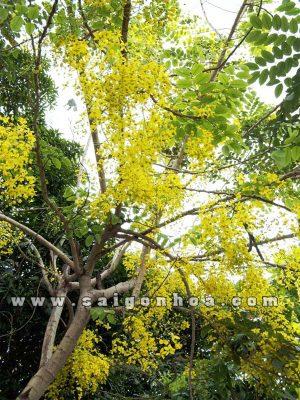 Chum Hoa Muong Hoang Yen