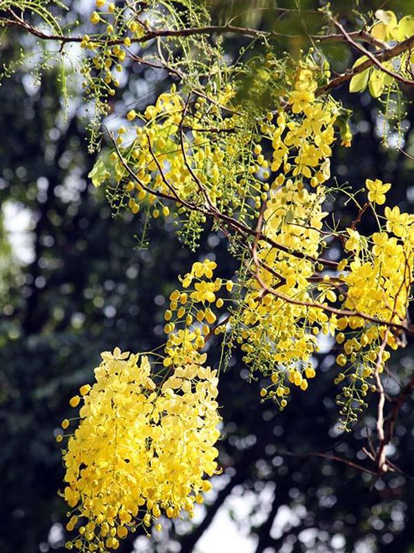 Hoa La Trai Bo Cap Vang