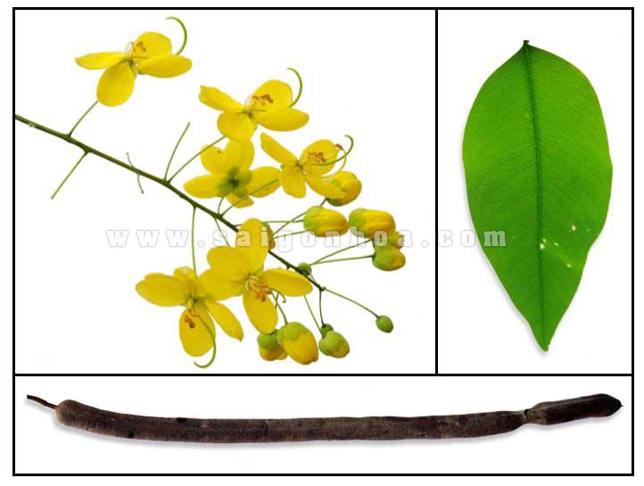 Cay Bo Cop Vang Trong Via He