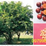 Cây bồ quân: Hướng dẫn chăm sóc và báo giá cây chi tiết