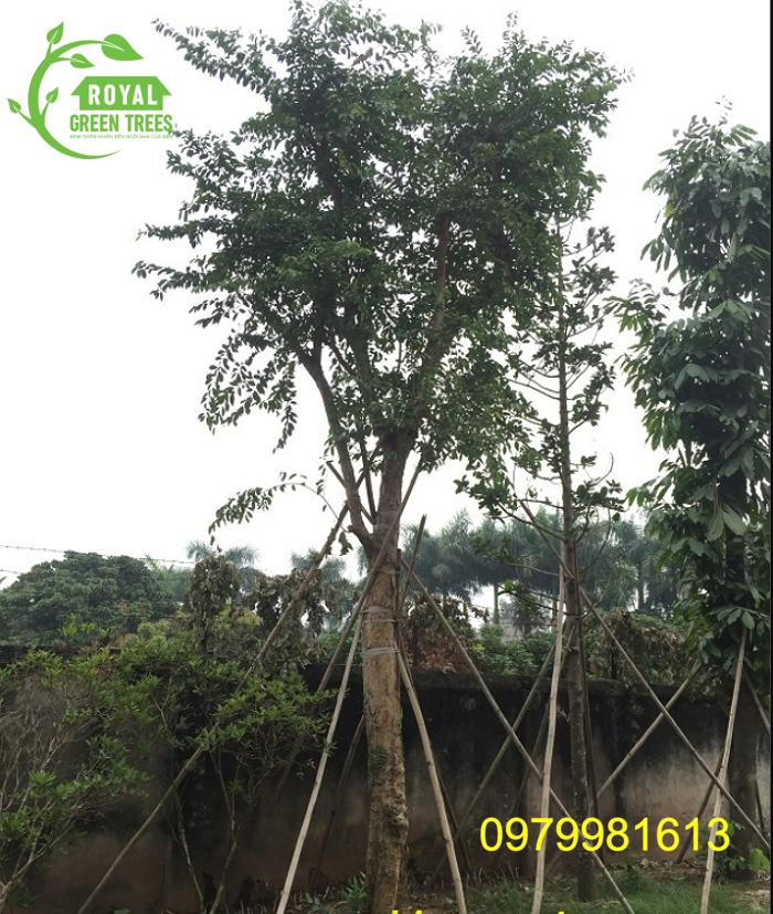 Cây bồ quan giá tốt