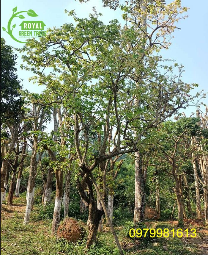 Cây bồ quân cây xanh hoàng gia