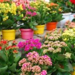 Cây lá bỏng – những công dụng kỳ diệu - Benh.vn