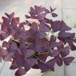 Cách bố trí cây Bướm Đêm để bàn làm việc hợp phong thủy