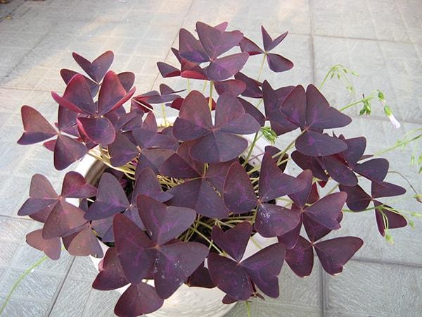 Cách bố trí cây Bướm Đêm để bàn làm việc hợp phong thủy